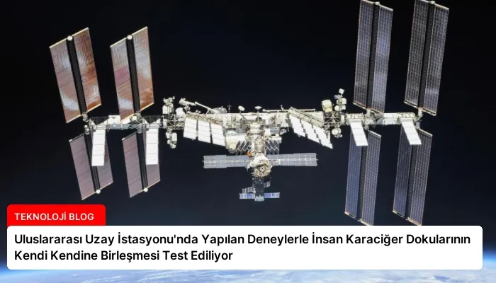 Uluslararası Uzay İstasyonu’nda Yapılan Deneylerle İnsan Karaciğer Dokularının Kendi Kendine Birleşmesi Test Ediliyor